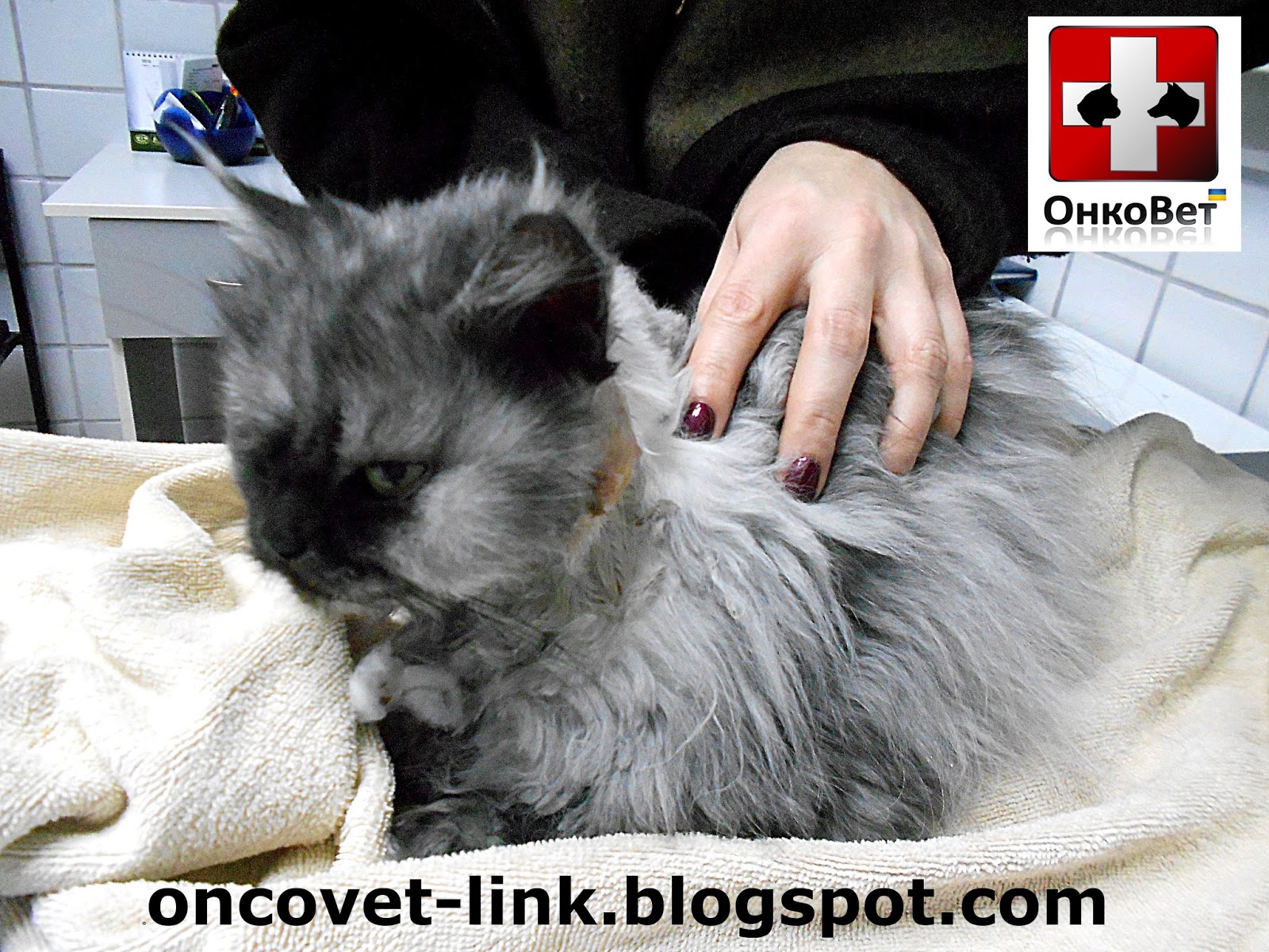 Мукоцеле слюнных желез у кошек
